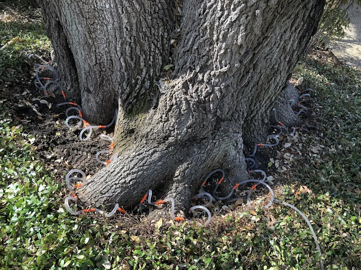 Detailed Tree Cabling and Bracing job site in Ridgeway