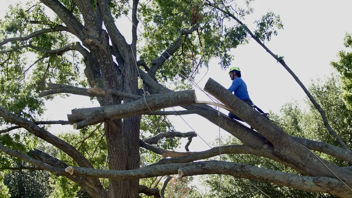 Professional Hazardous Tree Removal performed by certified arborists in Ridgeway
